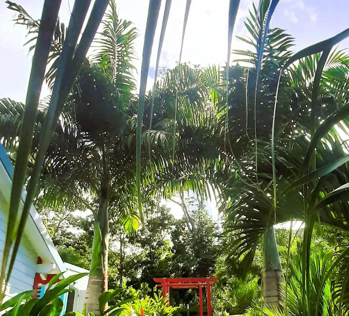 Caraibes Cottages Corail Piscine Privee A 900M De La Plage De Grande Anse Deshaies