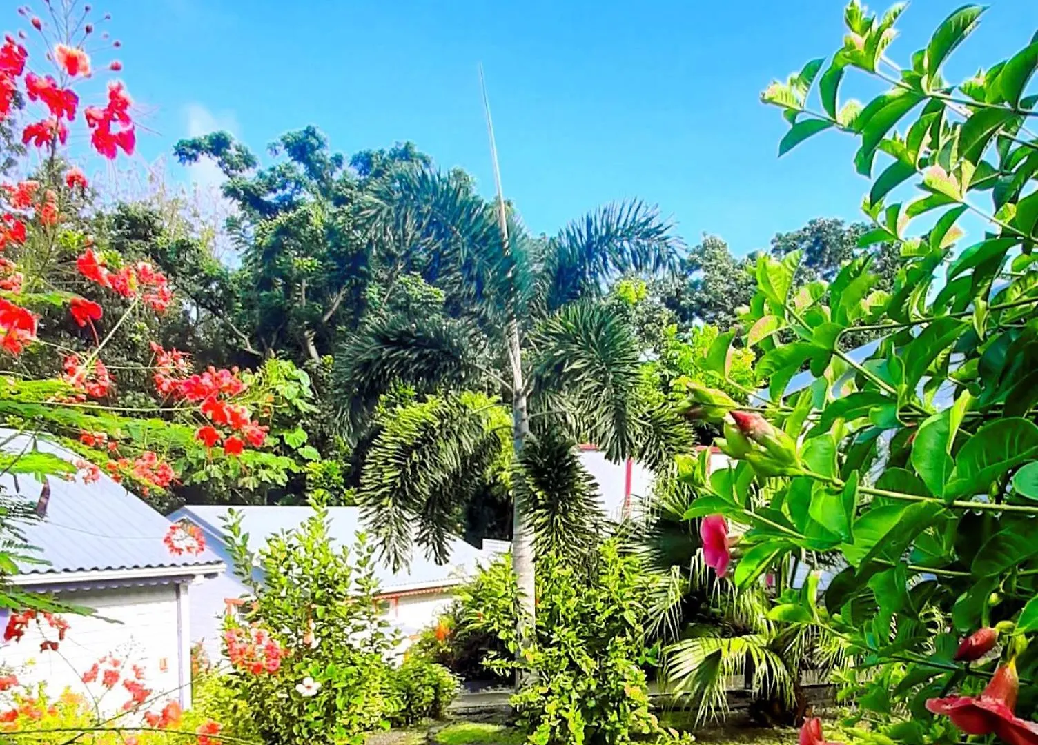 דסהייס Caraibes Cottages Corail Piscine Privee A 900M De La Plage De Grande Anse בית נופש